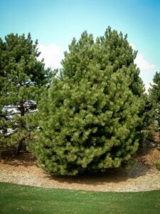 Сосна Чёрная (Pinus Nigra) купить по цене от 270.00р. в интернет-магазине «Посадика» с доставкой почтой в в Богучаре и по всей России – [изображение №1].