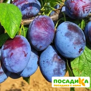 Слива Чачакская ранняя купить по цене от 229.00р. в интернет-магазине «Посадика» с доставкой почтой в в Богучаре и по всей России – [изображение №1].