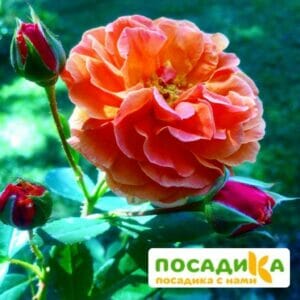 Роза Арабия купить по цене от 350.00р. в интернет-магазине «Посадика» с доставкой почтой в в Богучаре и по всей России – [изображение №1].