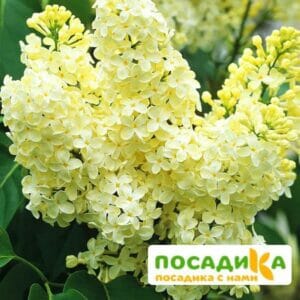 Сирень Примроуз (Primrose) купить по цене от 529.00р. в интернет-магазине «Посадика» с доставкой почтой в в Богучаре и по всей России – [изображение №1].