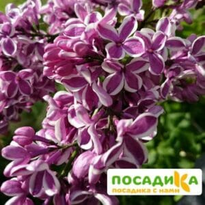 Сирень Сенсация купить по цене от 529.00р. в интернет-магазине «Посадика» с доставкой почтой в в Богучаре и по всей России – [изображение №1].