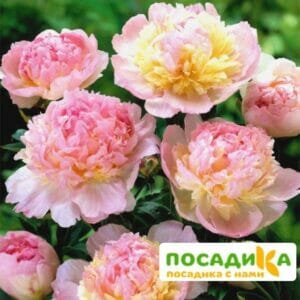 Пион Распберри Сандей (Paeonia Raspberry Sundae) купить по цене от 959р. в интернет-магазине «Посадика» с доставкой почтой в в Богучаре и по всей России – [изображение №1].