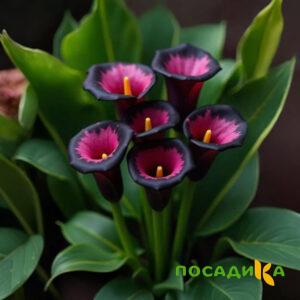 Калла Аура Лейс купить по цене от 400р. в интернет-магазине «Посадика» с доставкой почтой в в Богучаре и по всей России – [изображение №1].