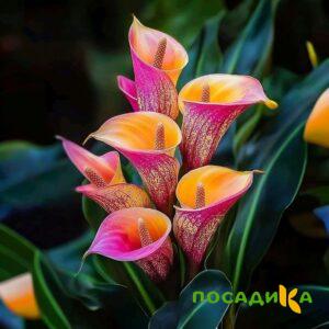 Калла Оникс купить по цене от 450р. в интернет-магазине «Посадика» с доставкой почтой в в Богучаре и по всей России – [изображение №1].