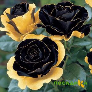 Роза Ханни Сикл купить по цене от 700р. в интернет-магазине «Посадика» с доставкой почтой в в Богучаре и по всей России – [изображение №1].