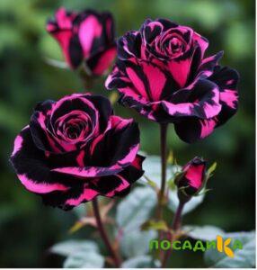 Роза Багровый Шепот купить по цене от 366р. в интернет-магазине «Посадика» с доставкой почтой в в Богучаре и по всей России – [изображение №1].