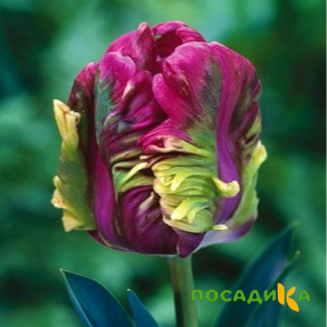 Тюльпан Экзотик Хэвен купить по цене от 186р. в интернет-магазине «Посадика» с доставкой почтой в в Богучаре и по всей России – [изображение №1].