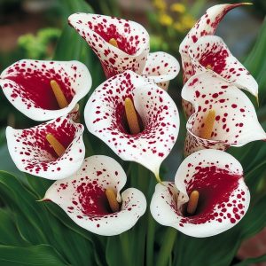 Калла Эмпайр купить по цене от 302р. в интернет-магазине «Посадика» с доставкой почтой в в Богучаре и по всей России – [изображение №1].