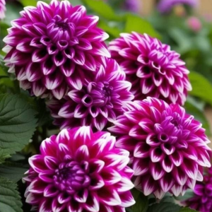 Георгин Кристал Корт купить по цене от 602р. в интернет-магазине «Посадика» с доставкой почтой в в Богучаре и по всей России – [изображение №1].