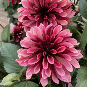 Георгин Перли Сансет купить по цене от 309р. в интернет-магазине «Посадика» с доставкой почтой в в Богучаре и по всей России – [изображение №1].