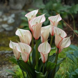 Калла Глейшер купить по цене от 299р. в интернет-магазине «Посадика» с доставкой почтой в в Богучаре и по всей России – [изображение №1].