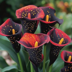 Калла Нуар купить по цене от 299р. в интернет-магазине «Посадика» с доставкой почтой в в Богучаре и по всей России – [изображение №1].