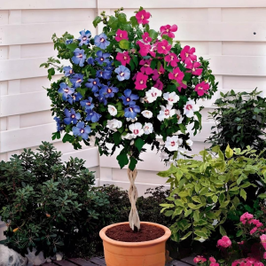 Гибискус-Дерево Триколор купить по цене от 289р. в интернет-магазине «Посадика» с доставкой почтой в в Богучаре и по всей России – [изображение №1].