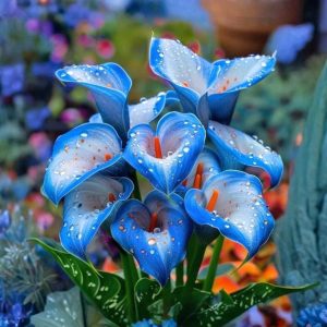 Калла Портрейт купить по цене от 292р. в интернет-магазине «Посадика» с доставкой почтой в в Богучаре и по всей России – [изображение №1].