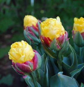 Тюльпан Айс Крим Банана купить по цене от 360р. в интернет-магазине «Посадика» с доставкой почтой в в Богучаре и по всей России – [изображение №1].