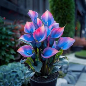 Калла Импрессия купить по цене от 590р. в интернет-магазине «Посадика» с доставкой почтой в в Богучаре и по всей России – [изображение №1].