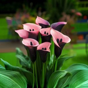 Калла Энигма купить по цене от 291р. в интернет-магазине «Посадика» с доставкой почтой в в Богучаре и по всей России – [изображение №1].