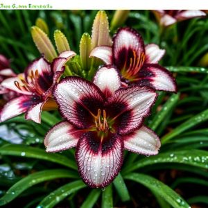 Лилейник Крим Сикл купить по цене от 799р. в интернет-магазине «Посадика» с доставкой почтой в в Богучаре и по всей России – [изображение №1].