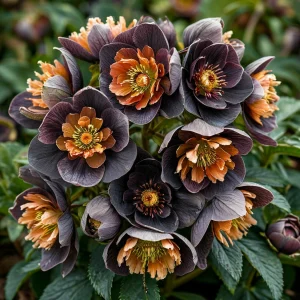 Морозник Блум Айс купить по цене от 499р. в интернет-магазине «Посадика» с доставкой почтой в в Богучаре и по всей России – [изображение №1].