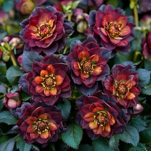 Морозник Сноу Дроп купить по цене от 348р. в интернет-магазине «Посадика» с доставкой почтой в в Богучаре и по всей России – [изображение №1].