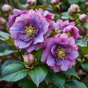 Морозник Айс Принцесс Чарм купить по цене от 650р. в интернет-магазине «Посадика» с доставкой почтой в в Богучаре и по всей России – [изображение №1].