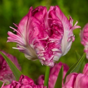 Тюльпан махровый Кул Кристал купить по цене от 400р. в интернет-магазине «Посадика» с доставкой почтой в в Богучаре и по всей России – [изображение №1].