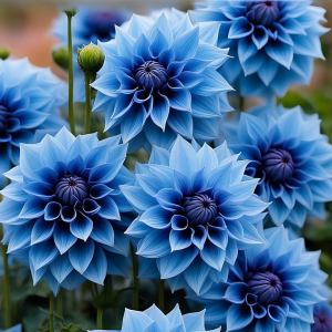 Георгин Вижапе купить по цене от 699р. в интернет-магазине «Посадика» с доставкой почтой в в Богучаре и по всей России – [изображение №1].